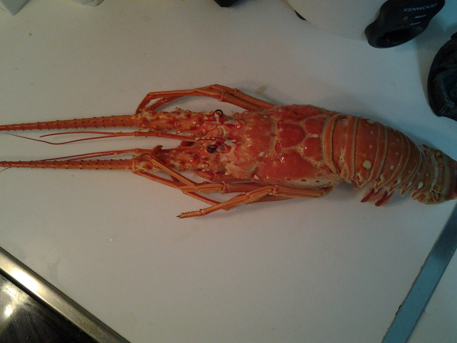 Bogavante congelado Navafish